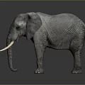 Gray Elephant with Large Ears Long Trunk White Tusks in Studio Dark Background 3d model