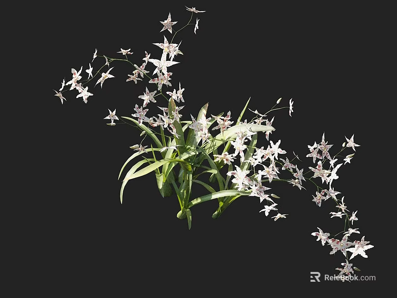Elegant Flower Plant with White Small Star Shaped Flowers Long Green Leaves and Stretching Branches 3d model 