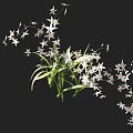 Elegant Flower Plant with White Small Star Shaped Flowers Long Green Leaves and Stretching Branches