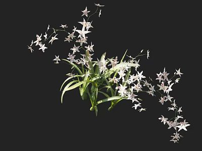 Elegant Flower Plant with White Small Star Shaped Flowers Long Green Leaves and Stretching Branches 3d model