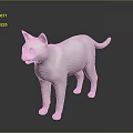 Realistic White Cat 3D Model Standing on Black Background with Reflection 3d model