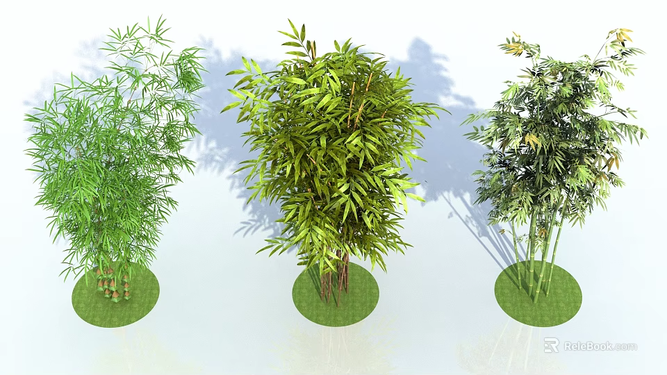 Different Bamboo Plants Growing On Green Grass Patches With White Background 3d model