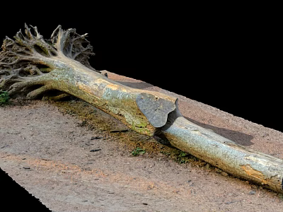 Fallen Arbor with Exposed Roots and Weathered Trunk on Soil Ground 3d model