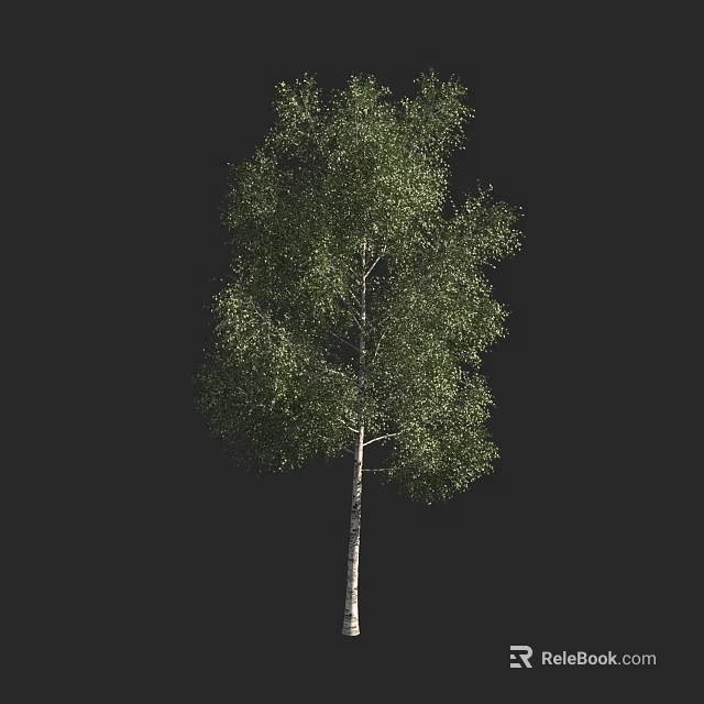 Birch Tree With White Trunk And Green Leaves Against Black Background 3d model