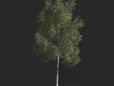 Birch Tree With White Trunk And Green Leaves Against Black Background 3d model