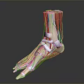 Medical Device Anatomical Ankle Model Showing Muscles Bones and Structure 3d model