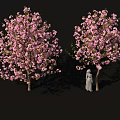 Tall Flowering Trees With Pink Blossoms And Person In White Robe