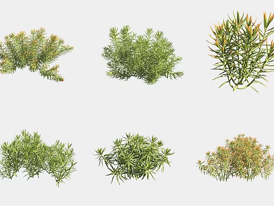 Diverse Types of Succulent Plants Featuring Unique Shapes and Green Foliage 3d model