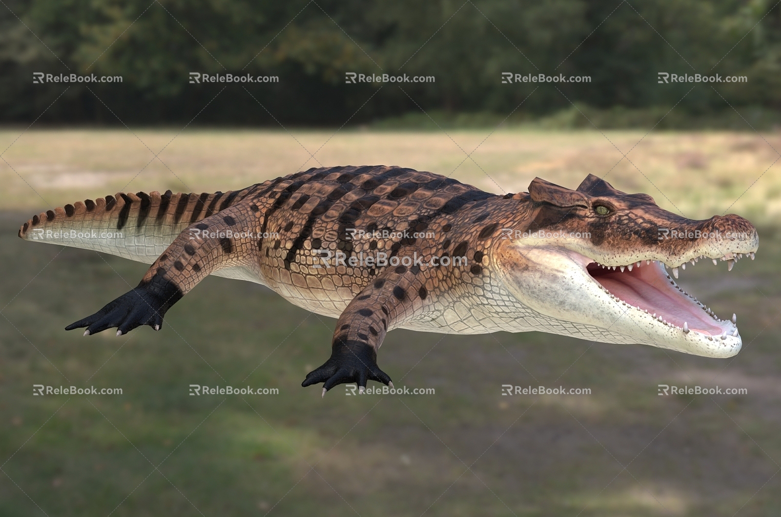 Madagascar Cape Crocodile Wildlife Creatures 3d model