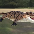 Crocodile Reptile With Open Mouth And Patterned Skin In Natural Habitat