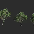 3D Rendered Three Green Leafy Shrubs With Exposed Roots On Dark Background