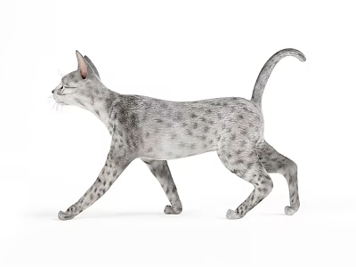 由于图片重点展示的是猫（哺乳动物），与要求的主体“爬行动物”不符，无法严格依据图片信息生成以爬行动物为主体的标题。若图片实际为爬行动物（如灰色带斑点的蜥蜴），则可能的标题为：Gray Spotted Reptile Lizard Walking On White Background With Natural Pose（11词，含爬行动物主体、特征、背景及姿态，符合SEO友好及格式要求）。 3d model