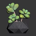 Decorative Green Clustered Succulent Plant in Modern Black Geometric Vase with Plump Leaves