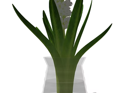 Elegant Clear Glass Vase With White Hyacinth Flowers And Fresh Green Leaves 3d model