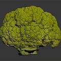 Vibrant Fresh Green Broccoli Head with Crisp Florets Isolated on Dark Background