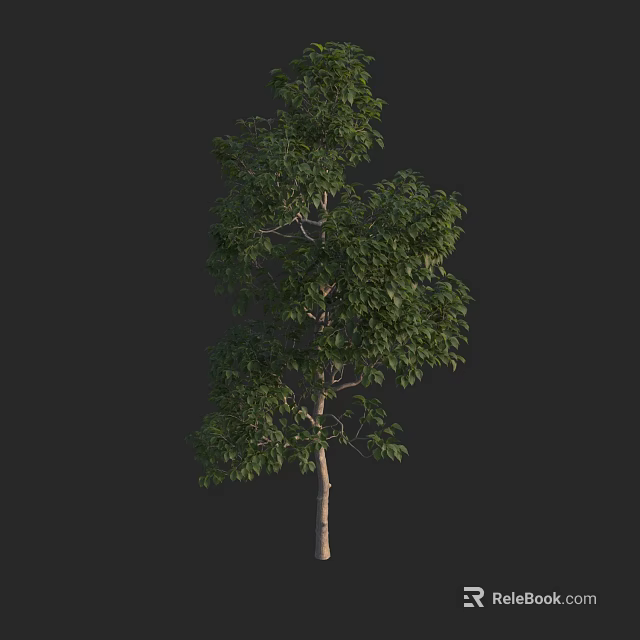 Tall Green Leafy Tree With Lush Foliage And Straight Trunk 3d model