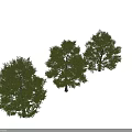 Arbor trees in landscape with three specimens having lush green leaves and varied forms