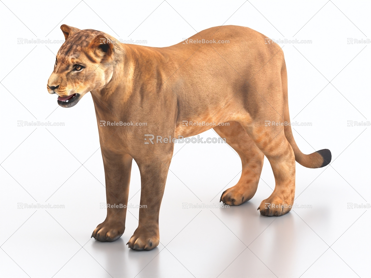 lion cub lion lioness lion cub 3d model