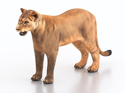 lion cub lioness lion cub 3d model