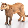 lion cub lion lioness lion cub 3d model