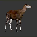 Realistic Okapi Animal Model With Brown Body And White Striped Legs