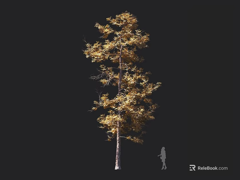 Tall Arbor With Golden Leaves Slender Trunk And Silhouette Of Person Against Dark Background 3d model 