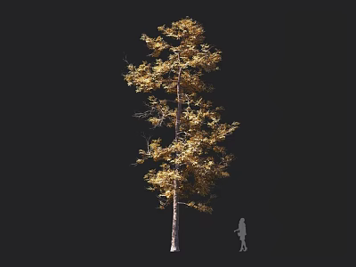 Tall Arbor With Golden Leaves Slender Trunk And Silhouette Of Person Against Dark Background 3d model