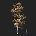 Tall Arbor With Golden Leaves Slender Trunk And Silhouette Of Person Against Dark Background