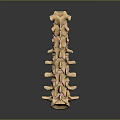 Anatomical Spine Model As Medical Device For Educational And Research Purposes