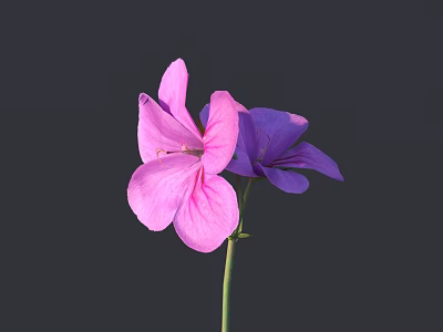 Two vibrant pink and purple flowers blooming on green stem against dark background 3d model