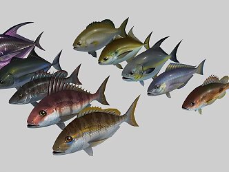 10 pomfret fish realistic pomfret tropical fish mirror fish flat fish white Chang fork fish flat fish ornamental fish gray pomfret marine fish 3d model