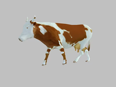 Standing Brown And White Cow With Distinct Spots On Gray Background 3d model