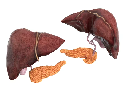 Detailed 3D Medical Illustration of Human Chest Organs Showing Anatomical Structure Features 3d model