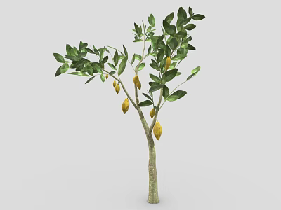 Healthy Lemon Tree With Green Leaves And Yellow Fruits On Slender Trunk 3d model