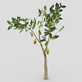 Healthy Lemon Tree With Green Leaves And Yellow Fruits On Slender Trunk