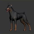 Black and Tan Doberman Standing with Tongue Out on Gray Background Shiny Floor