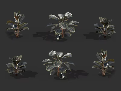 Six Different Potted Plants with Glossy Leaves for Indoor Decoration 3d model