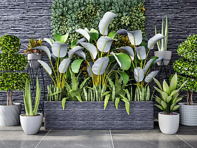 Decorative Bonsai and Potted Plants Featuring Large Leaves Against Gray Stone Wall 3d model