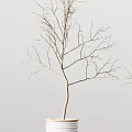 Two Bonsai Plants with Bare Branches in Striped Pots on Minimalist Background 3d model