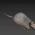 Realistic Armadillo With Hard Armored Shell And Scaly Texture On Pink Background 3d model