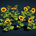 Beautiful Vibrant Yellow Sunflowers With Green Leaves In Full Bloom