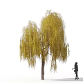 Graceful Willow Tree With Yellow Hanging Branches And Brown Trunk Beside Walking Silhouette