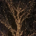 Decorative Lights on Trees at Night with Yellow Blue White Glow Illuminating Dark Ambiance
