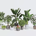 Various Indoor Potted Plants With Different Leafy Foliage And Ceramic Pots 3d model