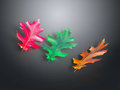 Colorful Red Green And Orange Maple Leaves On Black Background 3d model