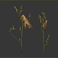 Two Brown Grasshoppers Perched on Green Plant Stems With Small Buds