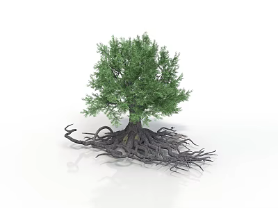 Tree With Green Foliage And Exposed Developed Roots On White Background 3d model
