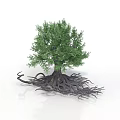 Tree With Green Foliage And Exposed Developed Roots On White Background