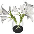 Transparent Glass Vase With White Lilies Green Stems And Fresh Leaves