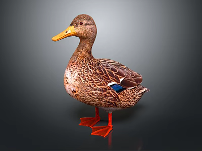 Brown Feathered Duck With Yellow Beak Orange Feet Blue Wing Patch Standing On Dark Background 3d model